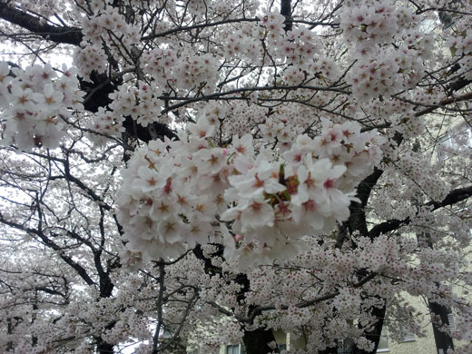 哲学の道の満開桜